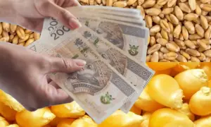 Ręce trzymają polskie banknoty 200 zł na tle zboża i kukurydzy. Symbolizują dopłaty do zboża.