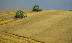 Dwie zielone kombajny zbierają złote zboże na pofałdowanym polu pod zachmurzonym niebem.