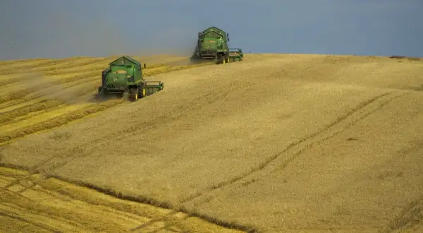 Dwie zielone kombajny zbierają złote zboże na pofałdowanym polu pod zachmurzonym niebem.